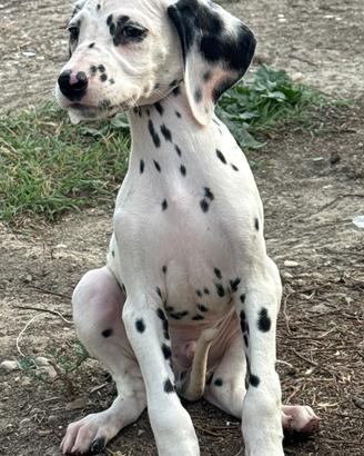 Cucciolo dalmata