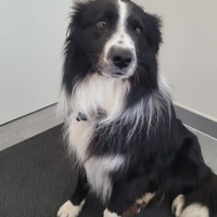 Border Collie per accoppiamento