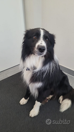 Border Collie per accoppiamento
