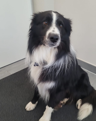 Border Collie per accoppiamento