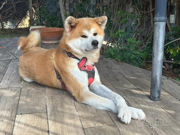 Akita Inu maschio per accoppiamento