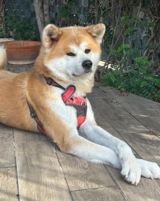 Akita Inu maschio per accoppiamento