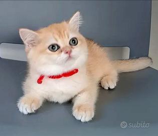 British femmina, 3 mesi, con pedigree