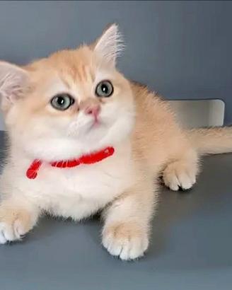 British femmina, 3 mesi, con pedigree