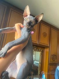 Maschietto di gatto Sphynx