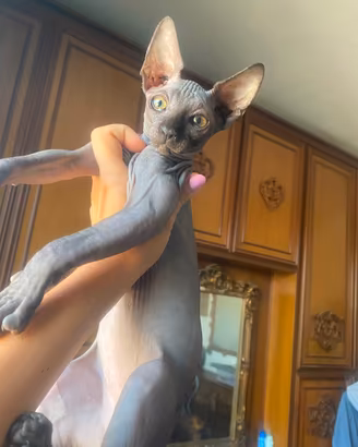 Maschietto di gatto Sphynx