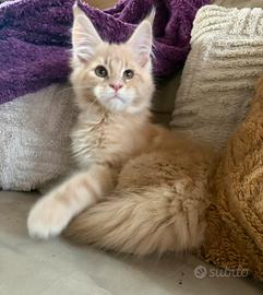 Cucciolo Maine coon