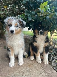 Cuccioli australian Shepherd