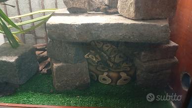 pitone reale completo di teca