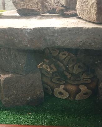 pitone reale completo di teca