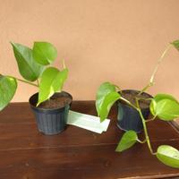 Piantine di Pothos, pianta da appartamento