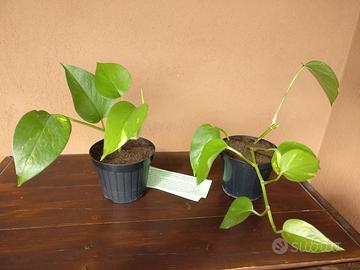 Piantine di Pothos, pianta da appartamento