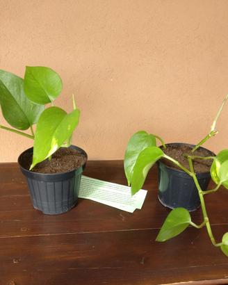 Piantine di Pothos, pianta da appartamento
