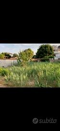 Terreno 1000 metri quadri Vicino il Mare di Ostia
