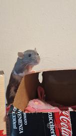 Ratto Domestico femmine