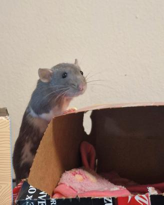 Ratto Domestico femmine