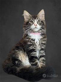 Gatto di razza