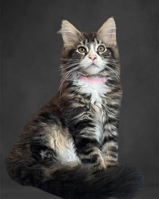 Gatto di razza