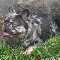 Bulldog francese