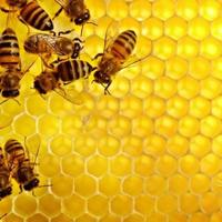 Nuclei di api ligustiche