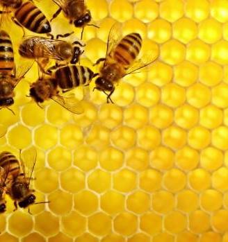 Nuclei di api ligustiche