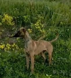 Whippet