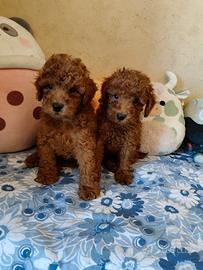 Barboncino Toy pedigree ENCI
