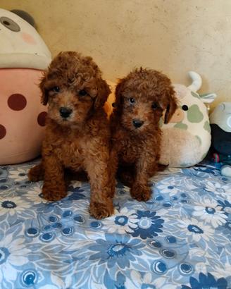 Barboncino Toy pedigree ENCI