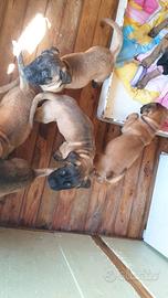 Cuccioli bullmastif