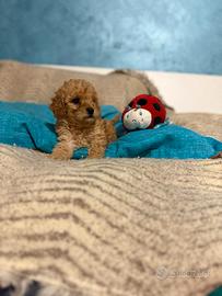 Cuccioli barboncino Toy maschi e femmine