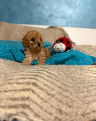 Cuccioli barboncino Toy maschi e femmine