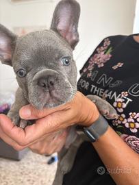 Bulldog francese