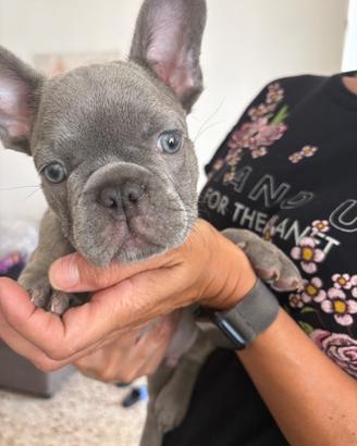 Bulldog francese