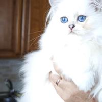 Cuccioli di british longhair