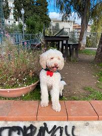 Lagotto disponibile per accoppiamento