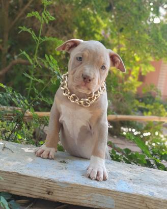 Pitbull tricolor e blue nose