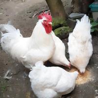 Gallina Malines Bianca