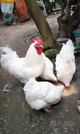 Gallina Malines Bianca