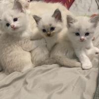 Cuccioli di razza Ragdoll