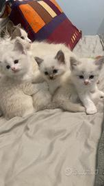 Cuccioli di razza Ragdoll