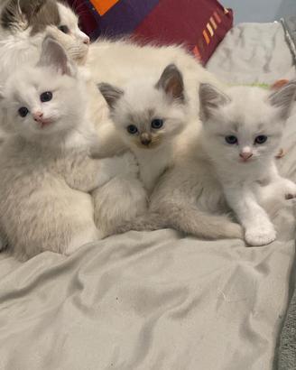 Cuccioli di razza Ragdoll