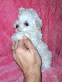 Mini toy maltesini coreani p.u.r.i