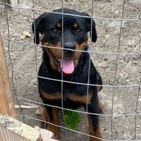 Cucciolo di rottweiler