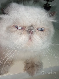 Cuccioloni gatti Persiani pura razza maschi