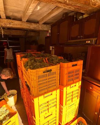 Bottiglie di vino rosso e bianco 