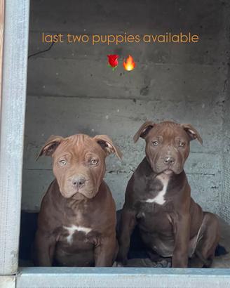 Cuccioli American Pitbull Terrier Ukc/Adba