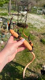 Rizoma fiore di loto