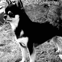 Chiuhuahua per monta