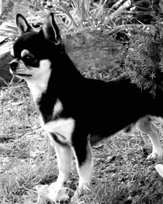 Chiuhuahua per monta