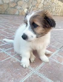 Cucciolo di jack russell broken